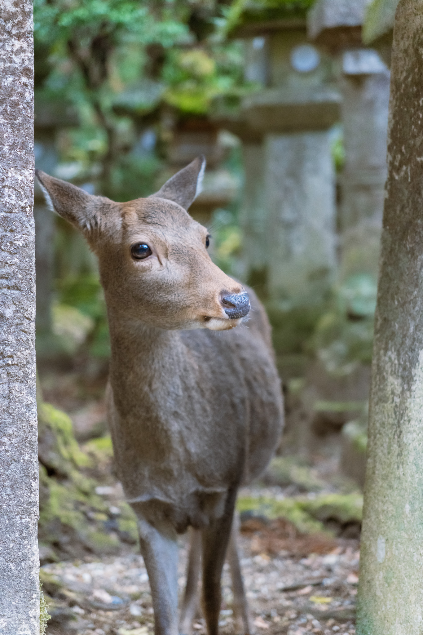 Deer peering out between mossy stone lanterns in Nara